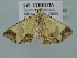  ( - BC ZSM Lep 106729)  @12 [ ] CreativeCommons - Attribution Non-Commercial Share-Alike (2019) SNSB, Staatliche Naturwissenschaftliche Sammlungen Bayerns ZSM (SNSB, Zoologische Staatssammlung Muenchen)