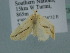  ( - BC ZSM Lep 106732)  @12 [ ] CreativeCommons - Attribution Non-Commercial Share-Alike (2019) SNSB, Staatliche Naturwissenschaftliche Sammlungen Bayerns ZSM (SNSB, Zoologische Staatssammlung Muenchen)