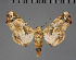  ( - BC ZSM Lep 104734)  @11 [ ] CreativeCommons - Attribution Non-Commercial Share-Alike (2019) SNSB, Staatliche Naturwissenschaftliche Sammlungen Bayerns ZSM (SNSB, Zoologische Staatssammlung Muenchen)