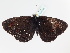  ( - BC ZSM Lep 106745)  @13 [ ] CreativeCommons - Attribution Non-Commercial Share-Alike (2019) SNSB, Staatliche Naturwissenschaftliche Sammlungen Bayerns ZSM (SNSB, Zoologische Staatssammlung Muenchen)