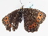  ( - BC ZSM Lep 106747)  @12 [ ] CreativeCommons - Attribution Non-Commercial Share-Alike (2019) SNSB, Staatliche Naturwissenschaftliche Sammlungen Bayerns ZSM (SNSB, Zoologische Staatssammlung Muenchen)