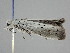  ( - BC ZSM Lep 106815)  @11 [ ] CreativeCommons - Attribution Non-Commercial Share-Alike (2019) SNSB, Staatliche Naturwissenschaftliche Sammlungen Bayerns ZSM (SNSB, Zoologische Staatssammlung Muenchen)