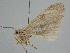  ( - BC ZSM Lep 106828)  @11 [ ] CreativeCommons - Attribution Non-Commercial Share-Alike (2019) SNSB, Staatliche Naturwissenschaftliche Sammlungen Bayerns ZSM (SNSB, Zoologische Staatssammlung Muenchen)