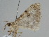  ( - BC ZSM Lep 106829)  @11 [ ] CreativeCommons - Attribution Non-Commercial Share-Alike (2019) SNSB, Staatliche Naturwissenschaftliche Sammlungen Bayerns ZSM (SNSB, Zoologische Staatssammlung Muenchen)