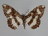  ( - BC ZSM Lep 106839)  @11 [ ] CreativeCommons - Attribution Non-Commercial Share-Alike (2019) SNSB, Staatliche Naturwissenschaftliche Sammlungen Bayerns ZSM (SNSB, Zoologische Staatssammlung Muenchen)