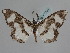  ( - BC ZSM Lep 106841)  @11 [ ] CreativeCommons - Attribution Non-Commercial Share-Alike (2019) SNSB, Staatliche Naturwissenschaftliche Sammlungen Bayerns ZSM (SNSB, Zoologische Staatssammlung Muenchen)