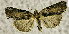  ( - BC ZSM Lep 106884)  @11 [ ] CreativeCommons - Attribution Non-Commercial Share-Alike (2019) SNSB, Staatliche Naturwissenschaftliche Sammlungen Bayerns ZSM (SNSB, Zoologische Staatssammlung Muenchen)