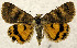  (Drasteria catocalis - BC ZSM Lep 106886)  @11 [ ] CreativeCommons - Attribution Non-Commercial Share-Alike (2019) SNSB, Staatliche Naturwissenschaftliche Sammlungen Bayerns ZSM (SNSB, Zoologische Staatssammlung Muenchen)