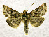  ( - BC ZSM Lep 106890)  @11 [ ] CreativeCommons - Attribution Non-Commercial Share-Alike (2019) SNSB, Staatliche Naturwissenschaftliche Sammlungen Bayerns ZSM (SNSB, Zoologische Staatssammlung Muenchen)