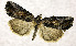  ( - BC ZSM Lep 106903)  @11 [ ] CreativeCommons - Attribution Non-Commercial Share-Alike (2019) SNSB, Staatliche Naturwissenschaftliche Sammlungen Bayerns ZSM (SNSB, Zoologische Staatssammlung Muenchen)