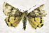  ( - BC ZSM Lep 106911)  @11 [ ] CreativeCommons - Attribution Non-Commercial Share-Alike (2019) SNSB, Staatliche Naturwissenschaftliche Sammlungen Bayerns ZSM (SNSB, Zoologische Staatssammlung Muenchen)