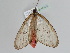  ( - BC ZSM Lep 107416)  @11 [ ] CreativeCommons - Attribution Non-Commercial Share-Alike (2020) SNSB, Staatliche Naturwissenschaftliche Sammlungen Bayerns ZSM (SNSB, Zoologische Staatssammlung Muenchen)