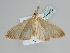  ( - BC ZSM Lep 107559)  @11 [ ] CreativeCommons - Attribution Non-Commercial Share-Alike (2020) SNSB, Staatliche Naturwissenschaftliche Sammlungen Bayerns ZSM (SNSB, Zoologische Staatssammlung Muenchen)