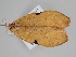  ( - BC ZSM Lep 107645)  @11 [ ] CreativeCommons - Attribution Non-Commercial Share-Alike (2020) SNSB, Staatliche Naturwissenschaftliche Sammlungen Bayerns ZSM (SNSB, Zoologische Staatssammlung Muenchen)