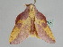  ( - BC ZSM Lep 107789)  @12 [ ] CreativeCommons - Attribution Non-Commercial Share-Alike (2020) SNSB, Staatliche Naturwissenschaftliche Sammlungen Bayerns ZSM (SNSB, Zoologische Staatssammlung Muenchen)