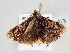  (Isochaetes sp. HG01 - BC ZSM Lep 107873)  @11 [ ] CreativeCommons - Attribution Non-Commercial Share-Alike (2020) SNSB, Staatliche Naturwissenschaftliche Sammlungen Bayerns ZSM (SNSB, Zoologische Staatssammlung Muenchen)