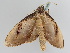  ( - BC ZSM Lep 107894)  @11 [ ] CreativeCommons - Attribution Non-Commercial Share-Alike (2020) SNSB, Staatliche Naturwissenschaftliche Sammlungen Bayerns ZSM (SNSB, Zoologische Staatssammlung Muenchen)
