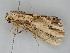  ( - BC ZSM Lep 107898)  @11 [ ] CreativeCommons - Attribution Non-Commercial Share-Alike (2020) SNSB, Staatliche Naturwissenschaftliche Sammlungen Bayerns ZSM (SNSB, Zoologische Staatssammlung Muenchen)