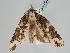 ( - BC ZSM Lep 107929)  @11 [ ] CreativeCommons - Attribution Non-Commercial Share-Alike (2020) SNSB, Staatliche Naturwissenschaftliche Sammlungen Bayerns ZSM (SNSB, Zoologische Staatssammlung Muenchen)