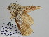  ( - BC ZSM Lep 107932)  @11 [ ] CreativeCommons - Attribution Non-Commercial Share-Alike (2020) SNSB, Staatliche Naturwissenschaftliche Sammlungen Bayerns ZSM (SNSB, Zoologische Staatssammlung Muenchen)