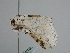  ( - BC ZSM Lep 107942)  @11 [ ] CreativeCommons - Attribution Non-Commercial Share-Alike (2020) SNSB, Staatliche Naturwissenschaftliche Sammlungen Bayerns ZSM (SNSB, Zoologische Staatssammlung Muenchen)