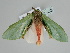  ( - BC ZSM Lep 107953)  @11 [ ] CreativeCommons - Attribution Non-Commercial Share-Alike (2020) SNSB, Staatliche Naturwissenschaftliche Sammlungen Bayerns ZSM (SNSB, Zoologische Staatssammlung Muenchen)