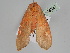  ( - BC ZSM Lep 108021)  @11 [ ] CreativeCommons - Attribution Non-Commercial Share-Alike (2020) SNSB, Staatliche Naturwissenschaftliche Sammlungen Bayerns ZSM (SNSB, Zoologische Staatssammlung Muenchen)