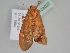  ( - BC ZSM Lep 108022)  @11 [ ] CreativeCommons - Attribution Non-Commercial Share-Alike (2020) SNSB, Staatliche Naturwissenschaftliche Sammlungen Bayerns ZSM (SNSB, Zoologische Staatssammlung Muenchen)