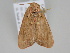  ( - BC ZSM Lep 108028)  @11 [ ] CreativeCommons - Attribution Non-Commercial Share-Alike (2020) SNSB, Staatliche Naturwissenschaftliche Sammlungen Bayerns ZSM (SNSB, Zoologische Staatssammlung Muenchen)