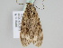  ( - BC ZSM Lep 108070)  @11 [ ] CreativeCommons - Attribution Non-Commercial Share-Alike (2020) SNSB, Staatliche Naturwissenschaftliche Sammlungen Bayerns ZSM (SNSB, Zoologische Staatssammlung Muenchen)