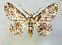  (Cleora nr. determinata - BC ZSM Lep 106267)  @11 [ ] by-nc-sa (2020) SNSB, Staatliche Naturwissenschaftliche Sammlungen Bayerns ZSM (SNSB, Zoologische Staatssammlung Muenchen)