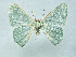 ( - BC ZSM Lep 106306)  @11 [ ] by-nc-sa (2020) SNSB, Staatliche Naturwissenschaftliche Sammlungen Bayerns ZSM (SNSB, Zoologische Staatssammlung Muenchen)