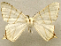  ( - BC ZSM Lep 106355)  @11 [ ] by-nc-sa (2020) SNSB, Staatliche Naturwissenschaftliche Sammlungen Bayerns ZSM (SNSB, Zoologische Staatssammlung Muenchen)