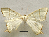  ( - BC ZSM Lep 106356)  @11 [ ] by-nc-sa (2020) SNSB, Staatliche Naturwissenschaftliche Sammlungen Bayerns ZSM (SNSB, Zoologische Staatssammlung Muenchen)