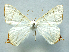  ( - BC ZSM Lep 106357)  @11 [ ] by-nc-sa (2020) SNSB, Staatliche Naturwissenschaftliche Sammlungen Bayerns ZSM (SNSB, Zoologische Staatssammlung Muenchen)