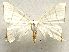  ( - BC ZSM Lep 106358)  @11 [ ] by-nc-sa (2020) SNSB, Staatliche Naturwissenschaftliche Sammlungen Bayerns ZSM (SNSB, Zoologische Staatssammlung Muenchen)