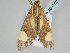  ( - BC ZSM Lep 108082)  @11 [ ] CreativeCommons - Attribution Non-Commercial Share-Alike (2020) SNSB, Staatliche Naturwissenschaftliche Sammlungen Bayerns ZSM (SNSB, Zoologische Staatssammlung Muenchen)