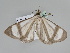 ( - BC ZSM Lep 108088)  @11 [ ] CreativeCommons - Attribution Non-Commercial Share-Alike (2020) SNSB, Staatliche Naturwissenschaftliche Sammlungen Bayerns ZSM (SNSB, Zoologische Staatssammlung Muenchen)
