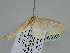  ( - BC ZSM Lep 108100)  @11 [ ] CreativeCommons - Attribution Non-Commercial Share-Alike (2020) SNSB, Staatliche Naturwissenschaftliche Sammlungen Bayerns ZSM (SNSB, Zoologische Staatssammlung Muenchen)