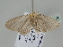  ( - BC ZSM Lep 108103)  @11 [ ] CreativeCommons - Attribution Non-Commercial Share-Alike (2020) SNSB, Staatliche Naturwissenschaftliche Sammlungen Bayerns ZSM (SNSB, Zoologische Staatssammlung Muenchen)