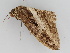  ( - BC ZSM Lep 108111)  @11 [ ] CreativeCommons - Attribution Non-Commercial Share-Alike (2020) SNSB, Staatliche Naturwissenschaftliche Sammlungen Bayerns ZSM (SNSB, Zoologische Staatssammlung Muenchen)