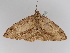  ( - BC ZSM Lep 108112)  @11 [ ] CreativeCommons - Attribution Non-Commercial Share-Alike (2020) SNSB, Staatliche Naturwissenschaftliche Sammlungen Bayerns ZSM (SNSB, Zoologische Staatssammlung Muenchen)