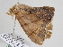 ( - BC ZSM Lep 108128)  @11 [ ] CreativeCommons - Attribution Non-Commercial Share-Alike (2020) SNSB, Staatliche Naturwissenschaftliche Sammlungen Bayerns ZSM (SNSB, Zoologische Staatssammlung Muenchen)