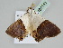  ( - BC ZSM Lep 108141)  @11 [ ] CreativeCommons - Attribution Non-Commercial Share-Alike (2020) SNSB, Staatliche Naturwissenschaftliche Sammlungen Bayerns ZSM (SNSB, Zoologische Staatssammlung Muenchen)