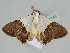  ( - BC ZSM Lep 108142)  @11 [ ] CreativeCommons - Attribution Non-Commercial Share-Alike (2020) SNSB, Staatliche Naturwissenschaftliche Sammlungen Bayerns ZSM (SNSB, Zoologische Staatssammlung Muenchen)