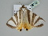  ( - BC ZSM Lep 108143)  @11 [ ] CreativeCommons - Attribution Non-Commercial Share-Alike (2020) SNSB, Staatliche Naturwissenschaftliche Sammlungen Bayerns ZSM (SNSB, Zoologische Staatssammlung Muenchen)