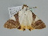  ( - BC ZSM Lep 108145)  @11 [ ] CreativeCommons - Attribution Non-Commercial Share-Alike (2020) SNSB, Staatliche Naturwissenschaftliche Sammlungen Bayerns ZSM (SNSB, Zoologische Staatssammlung Muenchen)