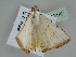  ( - BC ZSM Lep 108147)  @11 [ ] CreativeCommons - Attribution Non-Commercial Share-Alike (2020) SNSB, Staatliche Naturwissenschaftliche Sammlungen Bayerns ZSM (SNSB, Zoologische Staatssammlung Muenchen)