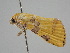  ( - BC ZSM Lep 108152)  @11 [ ] CreativeCommons - Attribution Non-Commercial Share-Alike (2020) SNSB, Staatliche Naturwissenschaftliche Sammlungen Bayerns ZSM (SNSB, Zoologische Staatssammlung Muenchen)