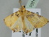  ( - BC ZSM Lep 108155)  @11 [ ] CreativeCommons - Attribution Non-Commercial Share-Alike (2020) SNSB, Staatliche Naturwissenschaftliche Sammlungen Bayerns ZSM (SNSB, Zoologische Staatssammlung Muenchen)